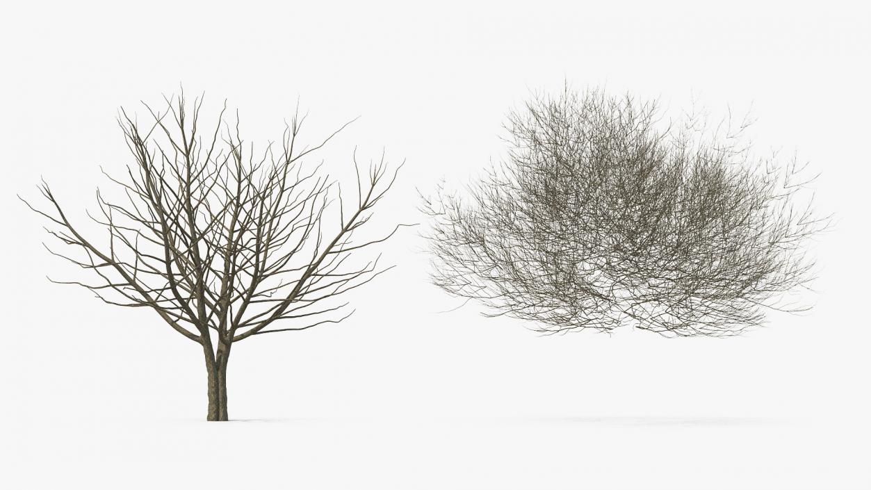 3D White Ash Winter