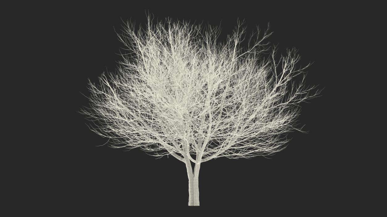 3D White Ash Winter