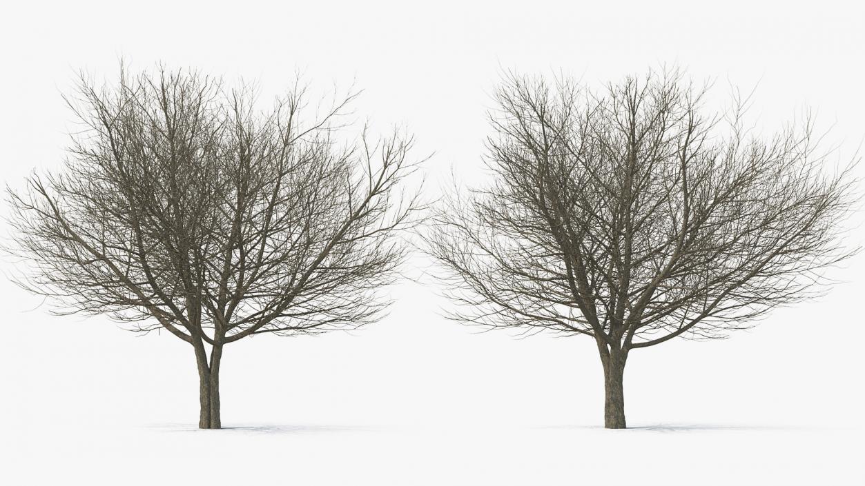 3D White Ash Winter