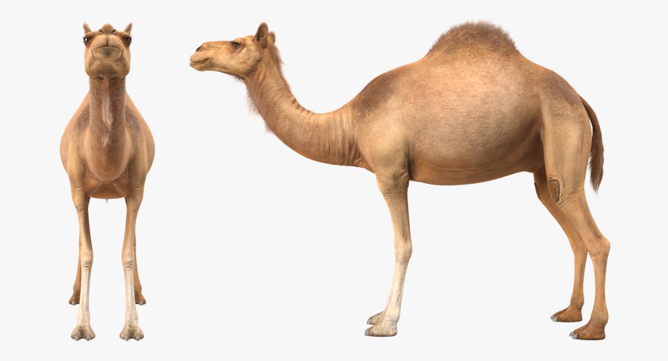 Camel with Fur 3D model