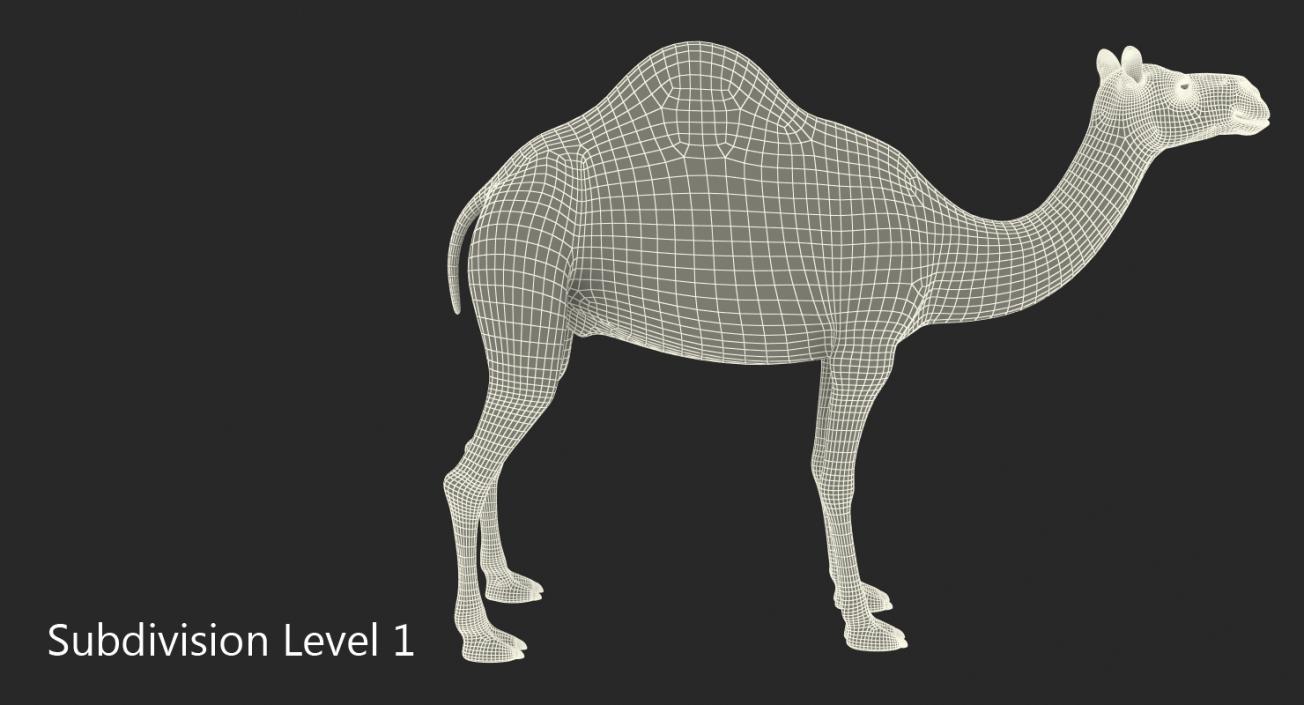 Camel with Fur 3D model