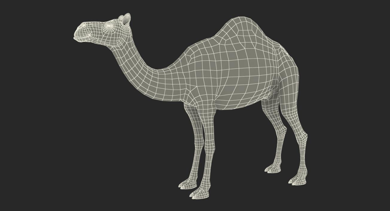 Camel with Fur 3D model