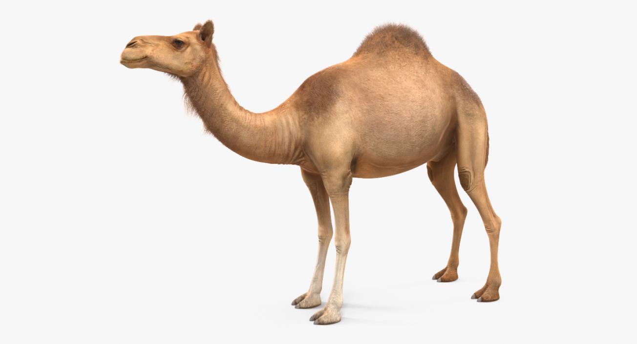 Camel with Fur 3D model