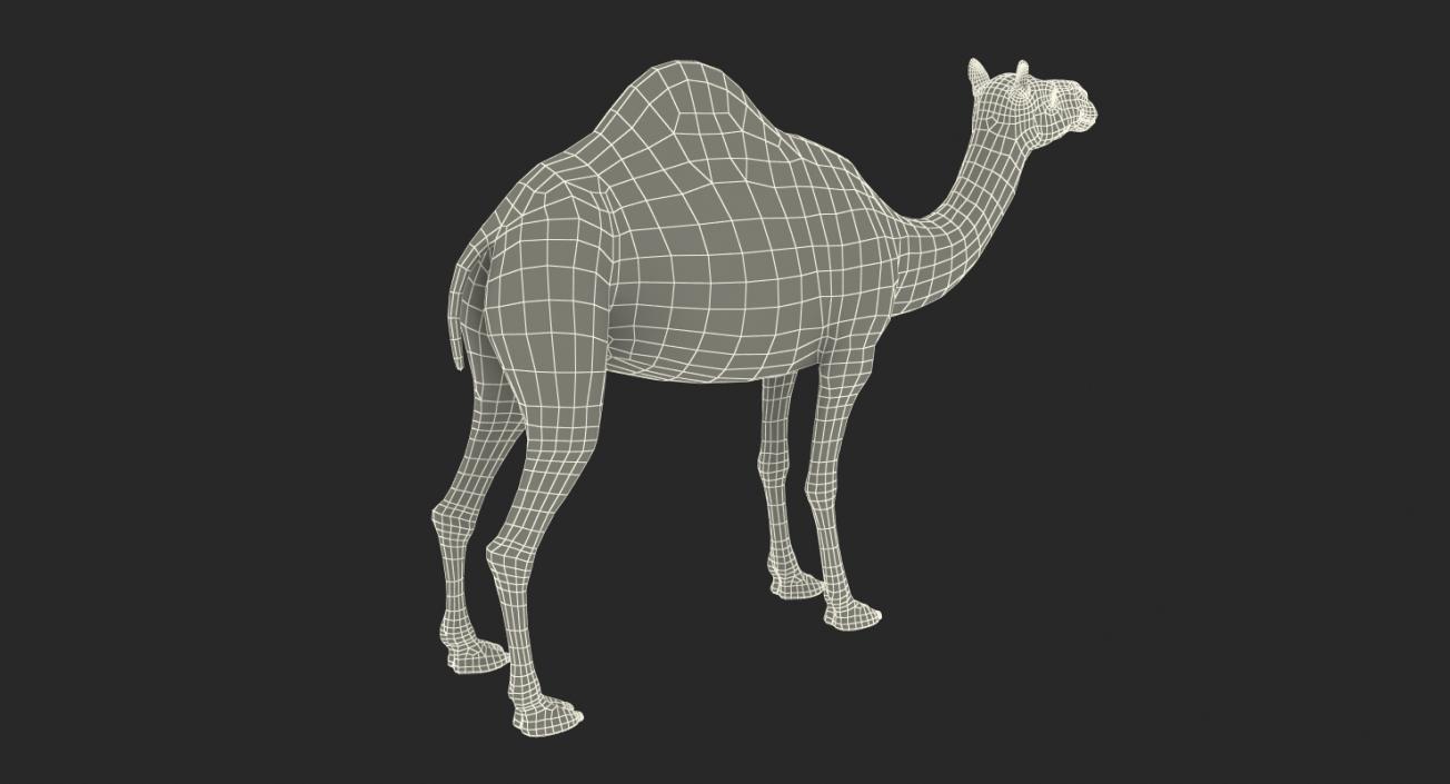 Camel with Fur 3D model