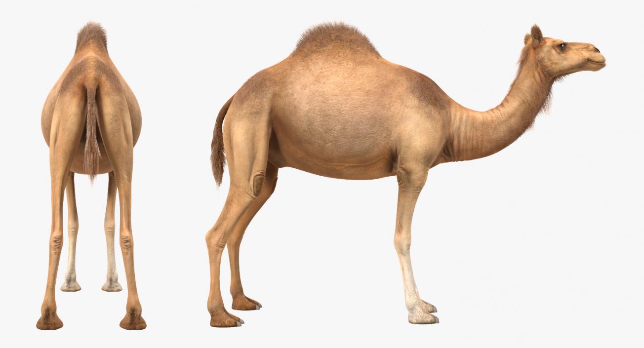 Camel with Fur 3D model