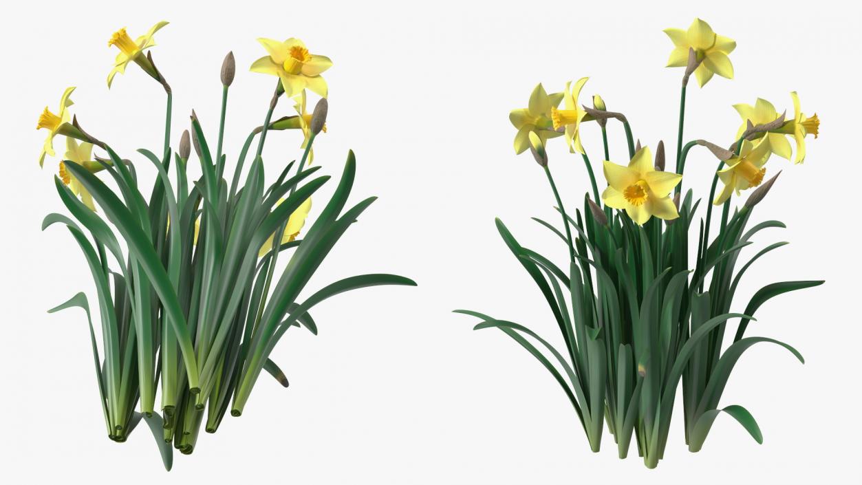 Daffodils Growing 3D