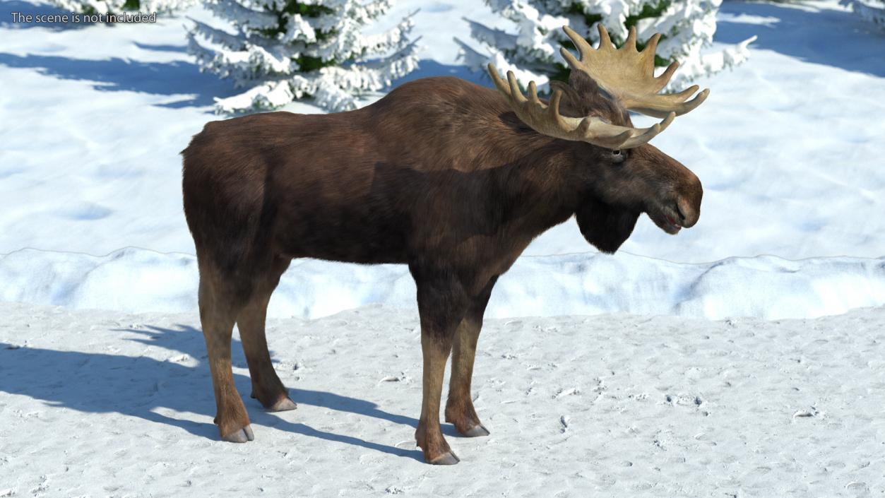 Bull Moose Fur 3D model