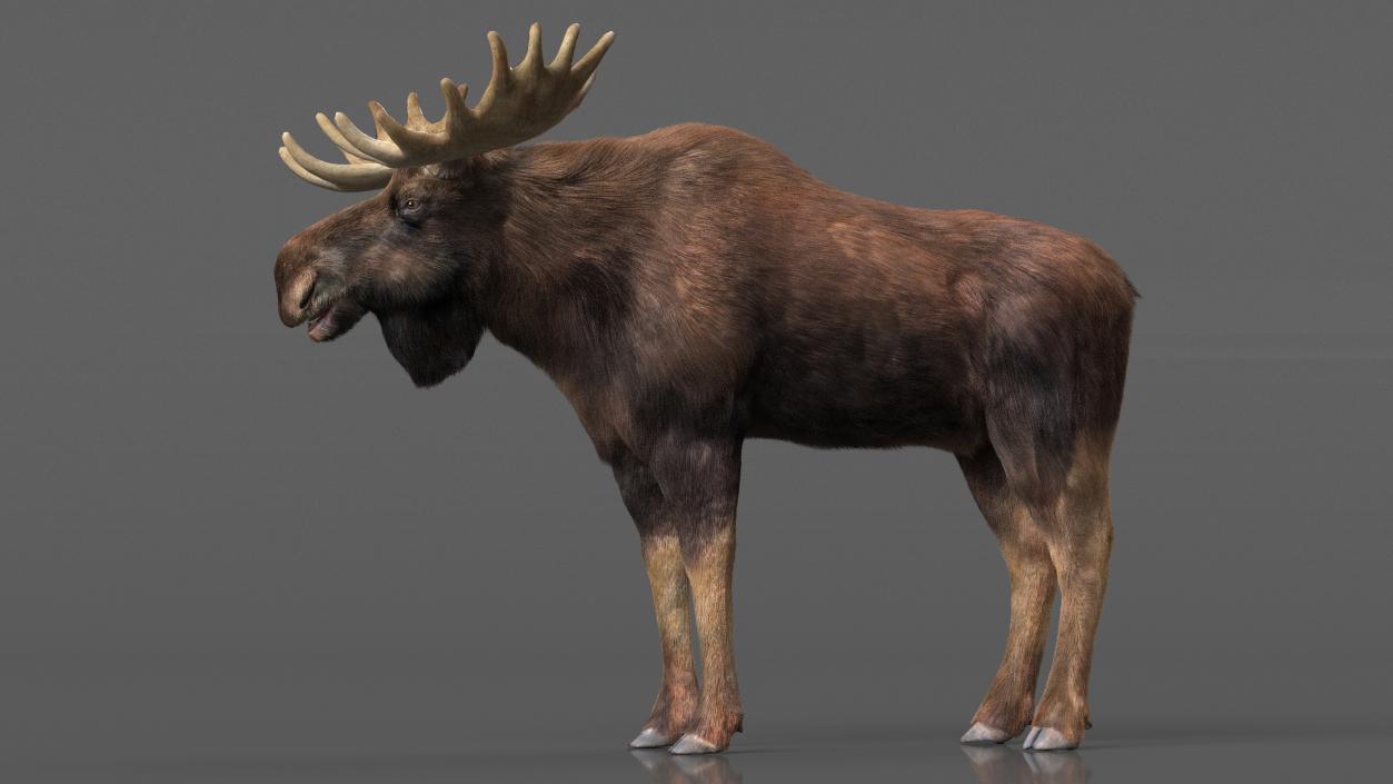 Bull Moose Fur 3D model