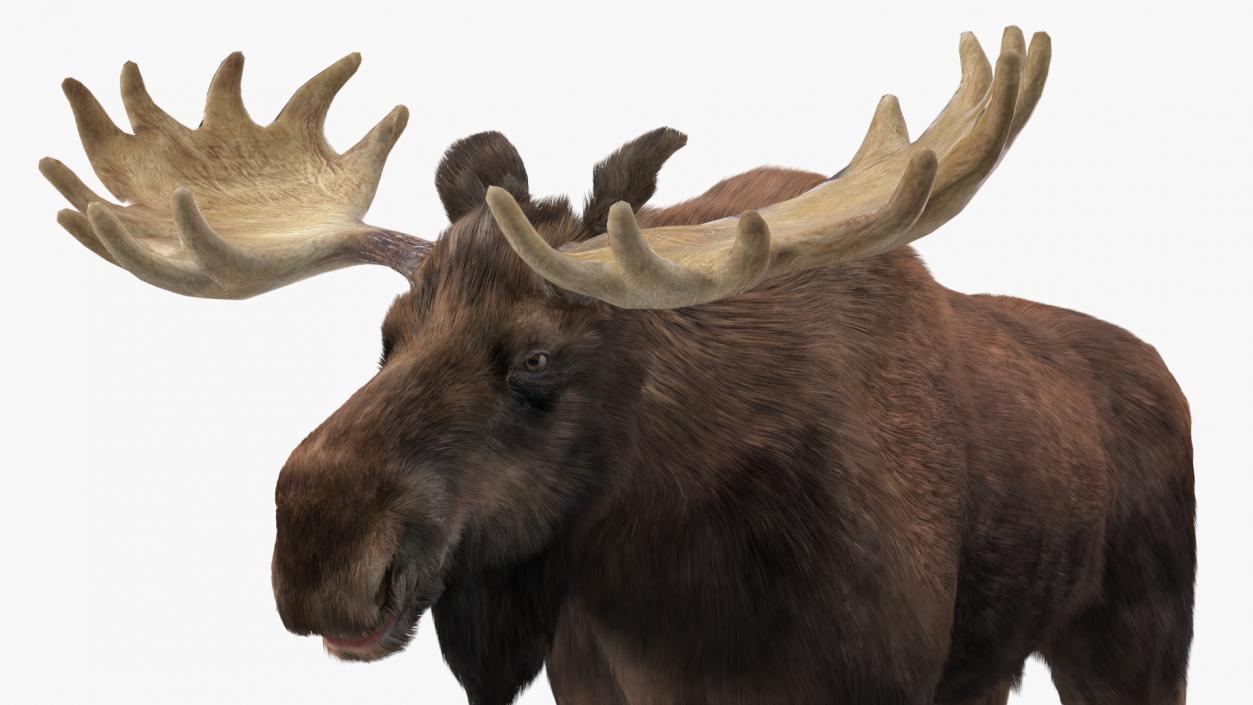 Bull Moose Fur 3D model