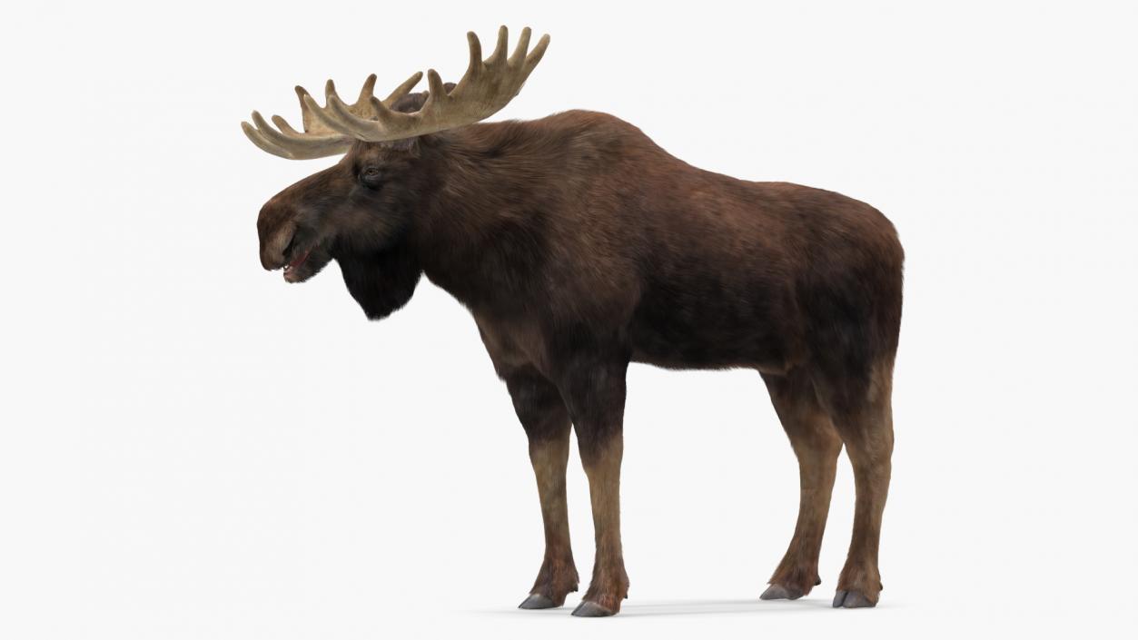 Bull Moose Fur 3D model