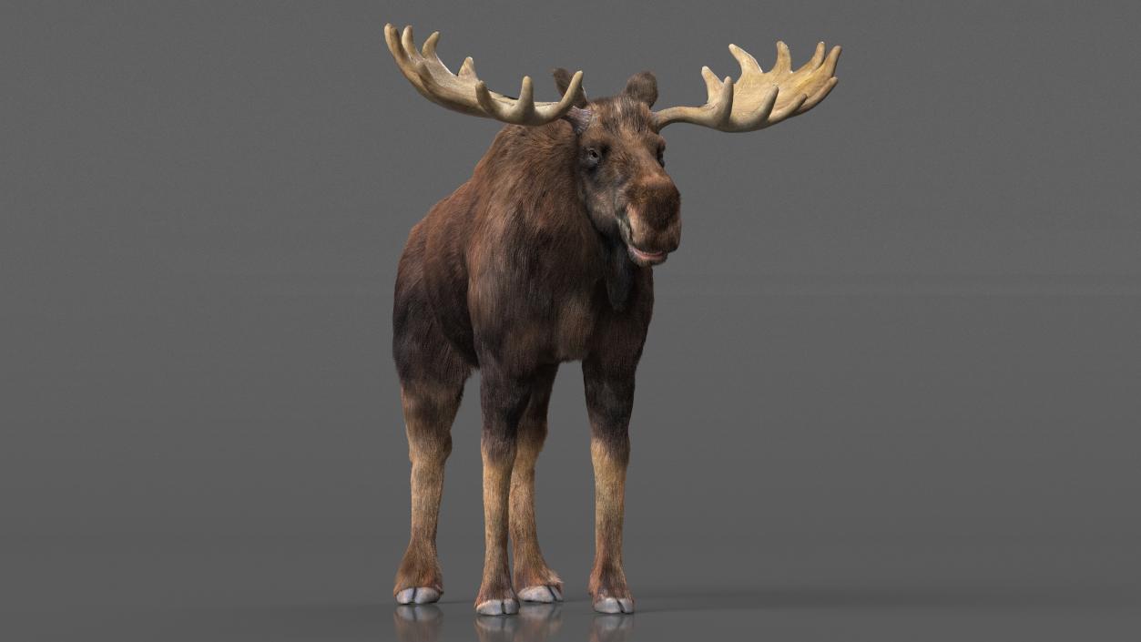 Bull Moose Fur 3D model