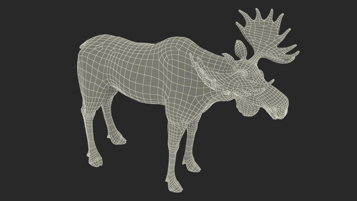 Bull Moose Fur 3D model