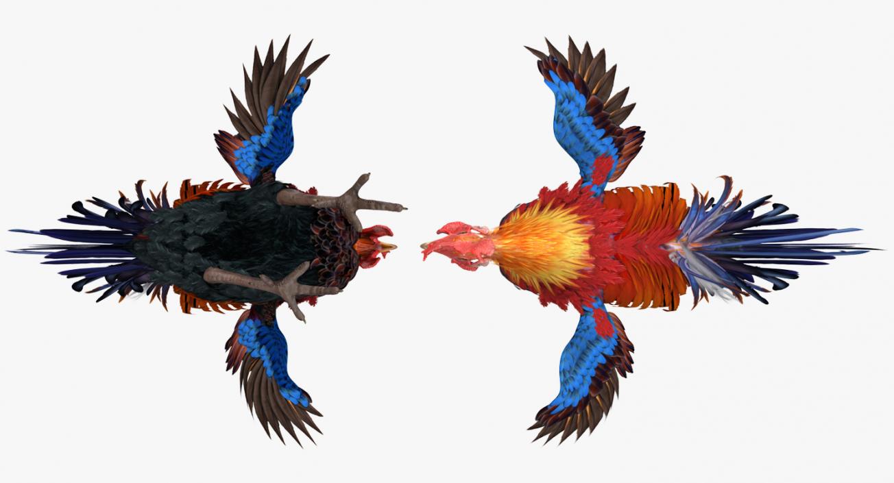 Cockfighting 3D