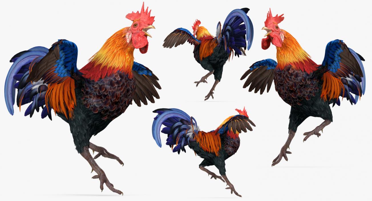 Cockfighting 3D