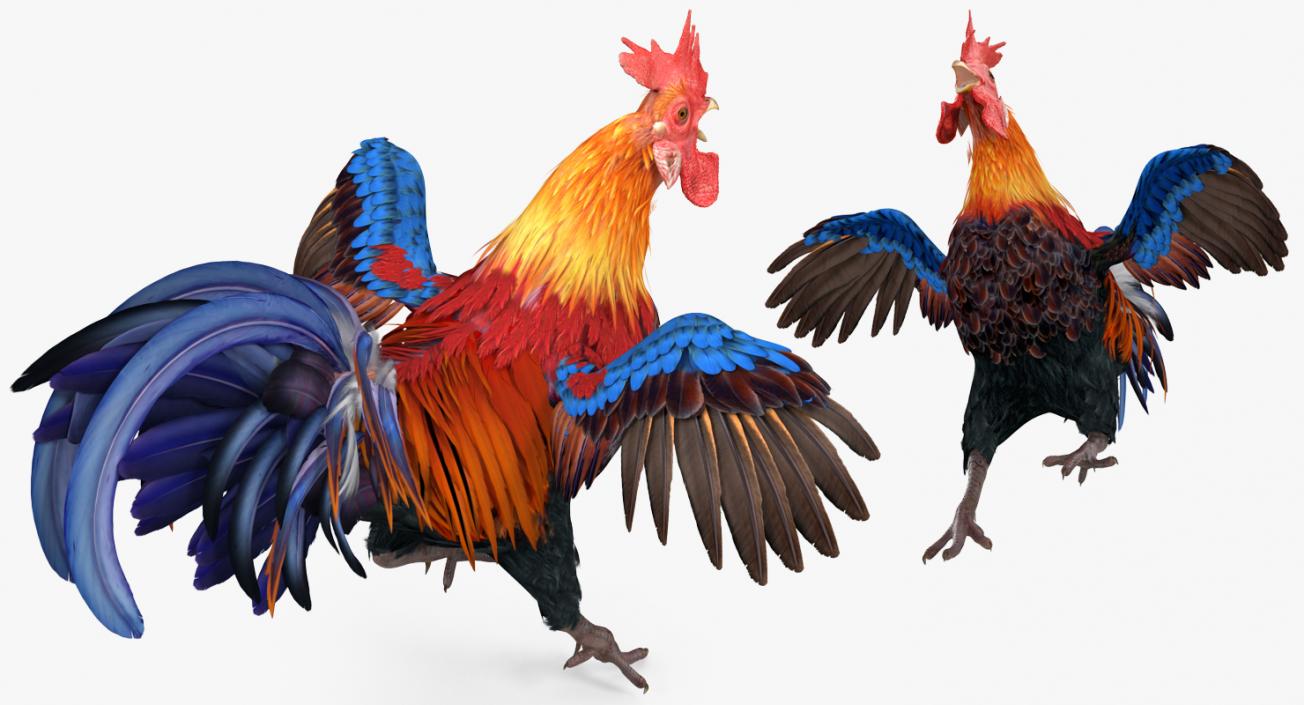 Cockfighting 3D