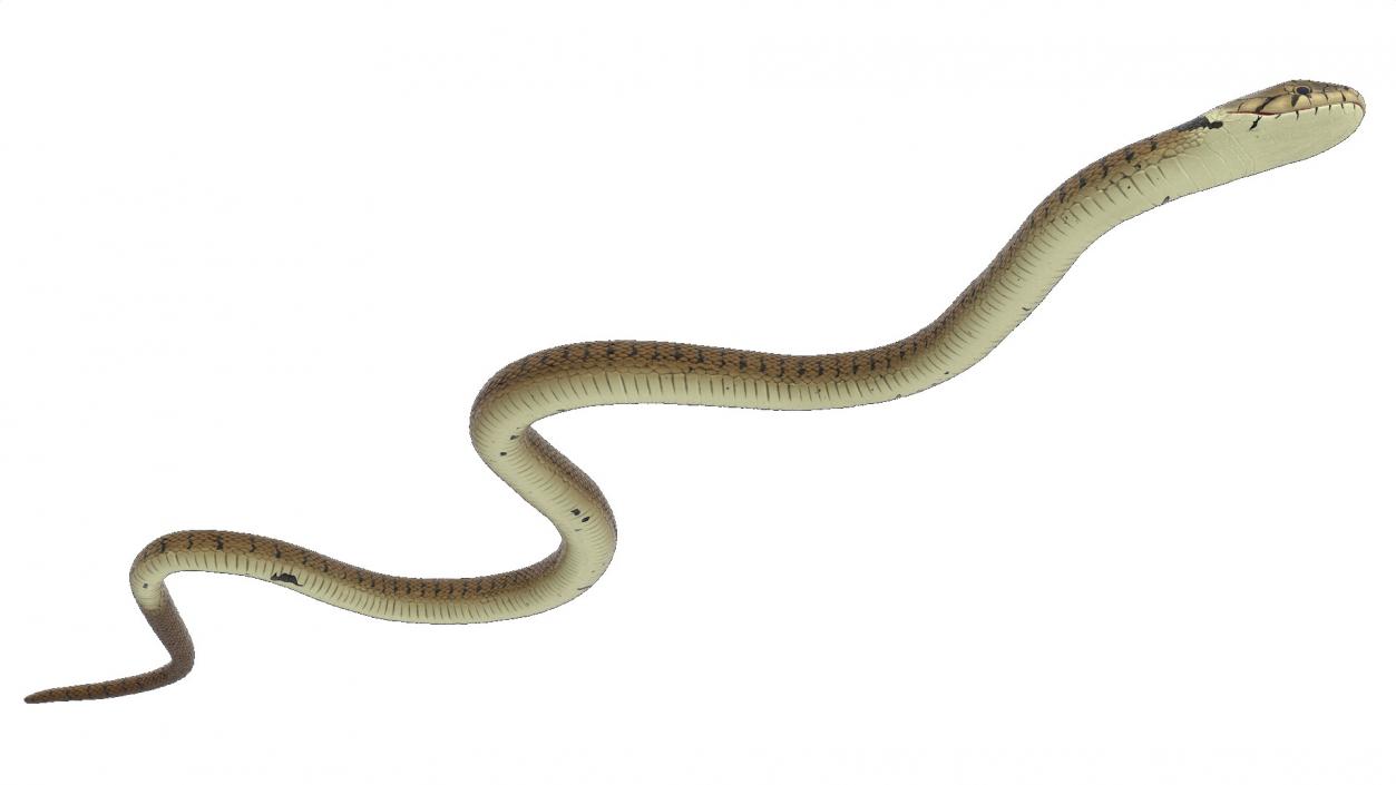 3D model Grass Snake Brown Rigged for Maya 2