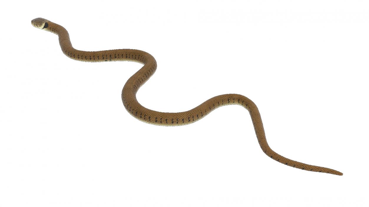 3D model Grass Snake Brown Rigged for Maya 2