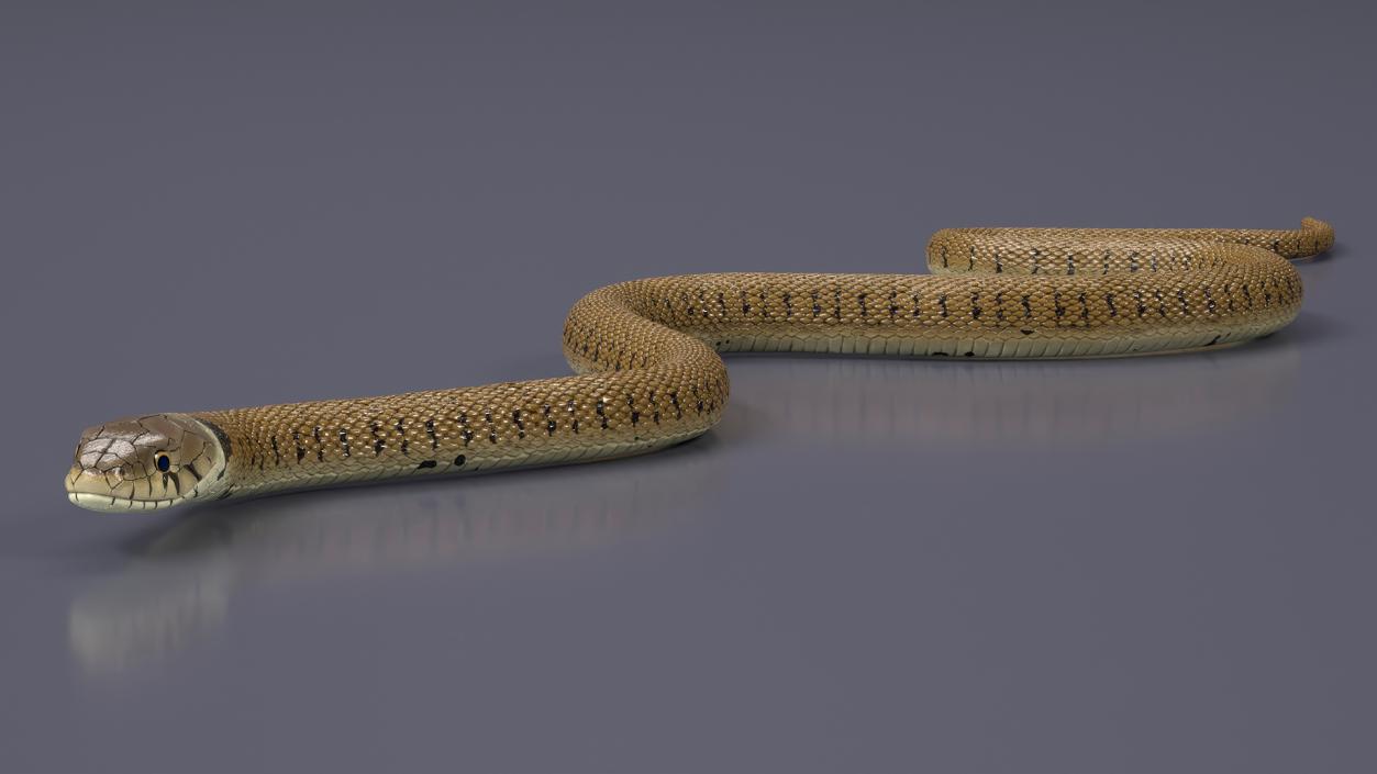 3D model Grass Snake Brown Rigged for Maya 2