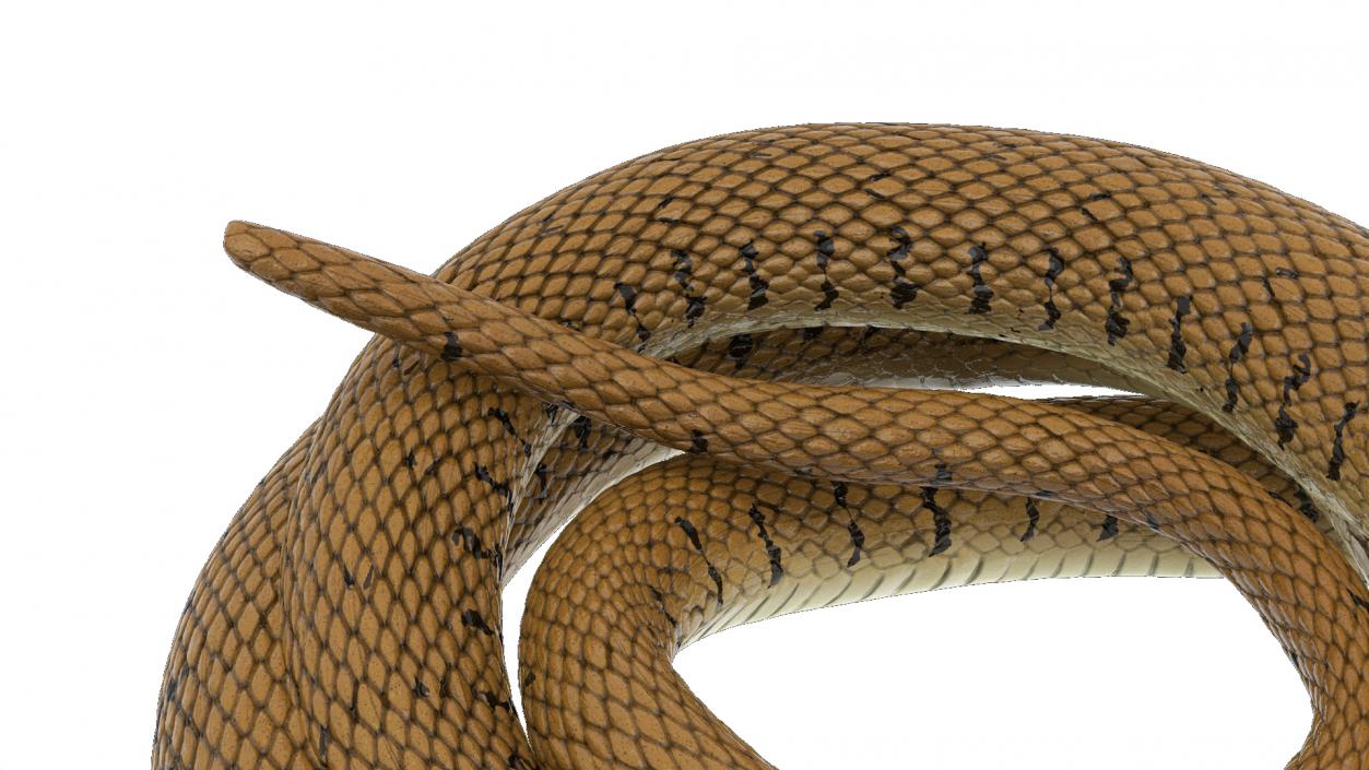 3D model Grass Snake Brown Rigged for Maya 2