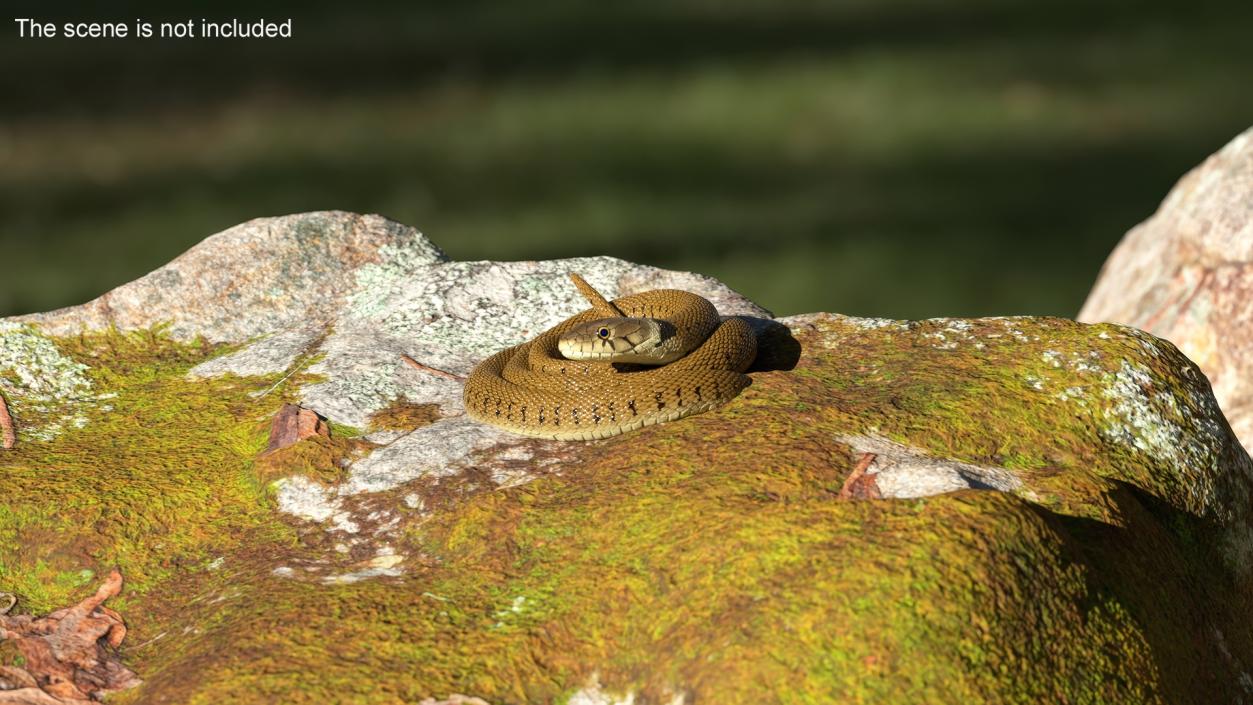 3D model Grass Snake Brown Rigged for Maya 2