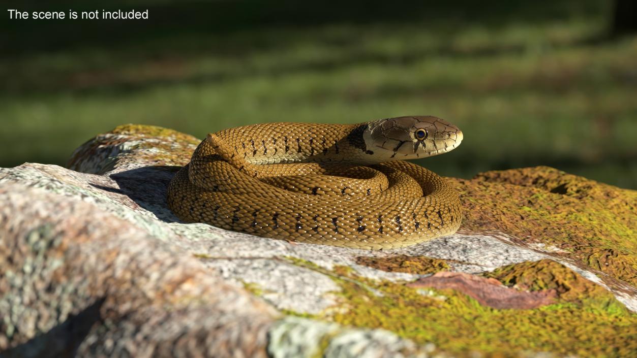 3D model Grass Snake Brown Rigged for Maya 2