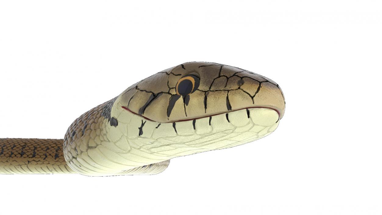 3D model Grass Snake Brown Rigged for Maya 2