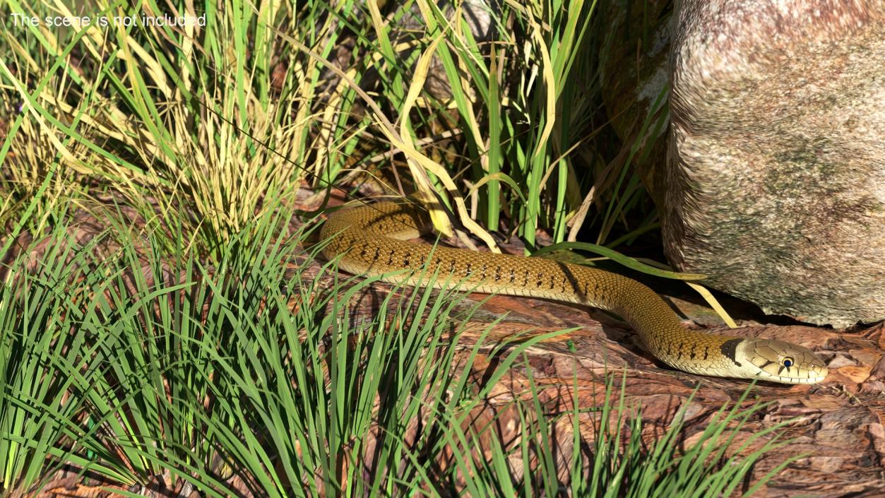 3D model Grass Snake Brown Rigged for Maya 2