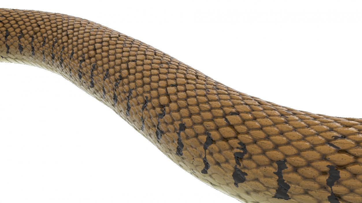 3D model Grass Snake Brown Rigged for Maya 2