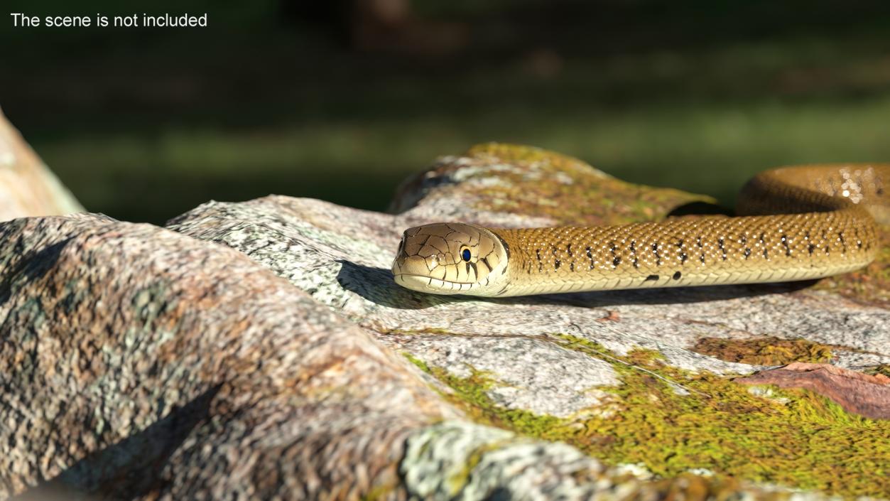 3D model Grass Snake Brown Rigged for Maya 2