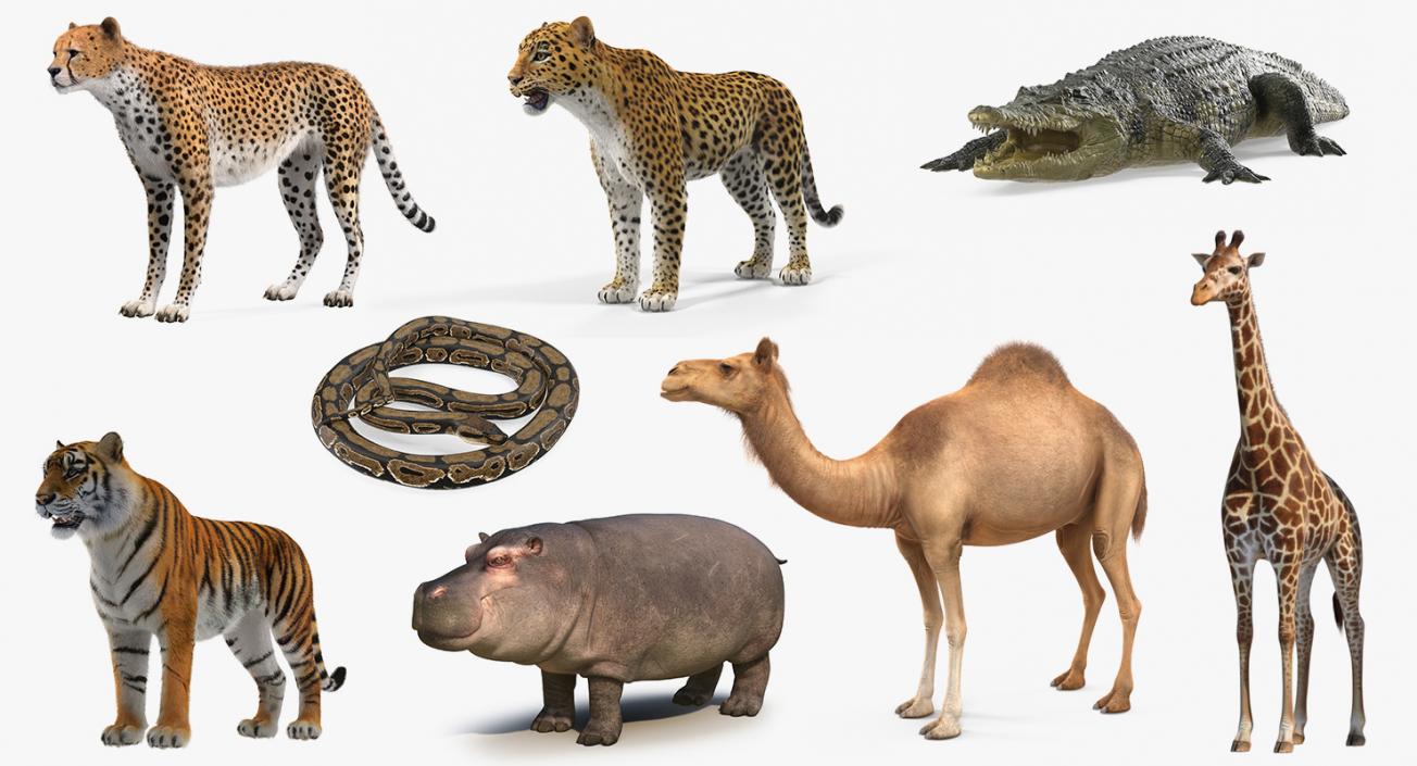 3D African Animals Collection 5 model