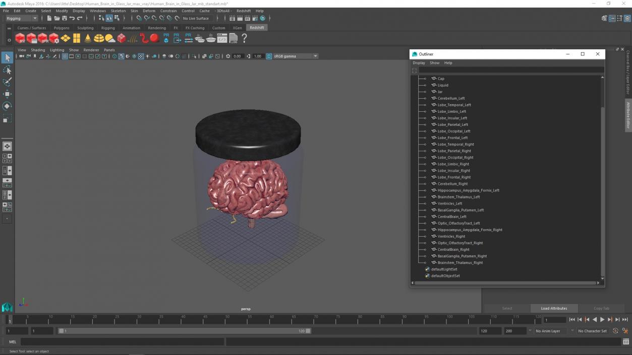 Human Brain in Glass Jar 3D model