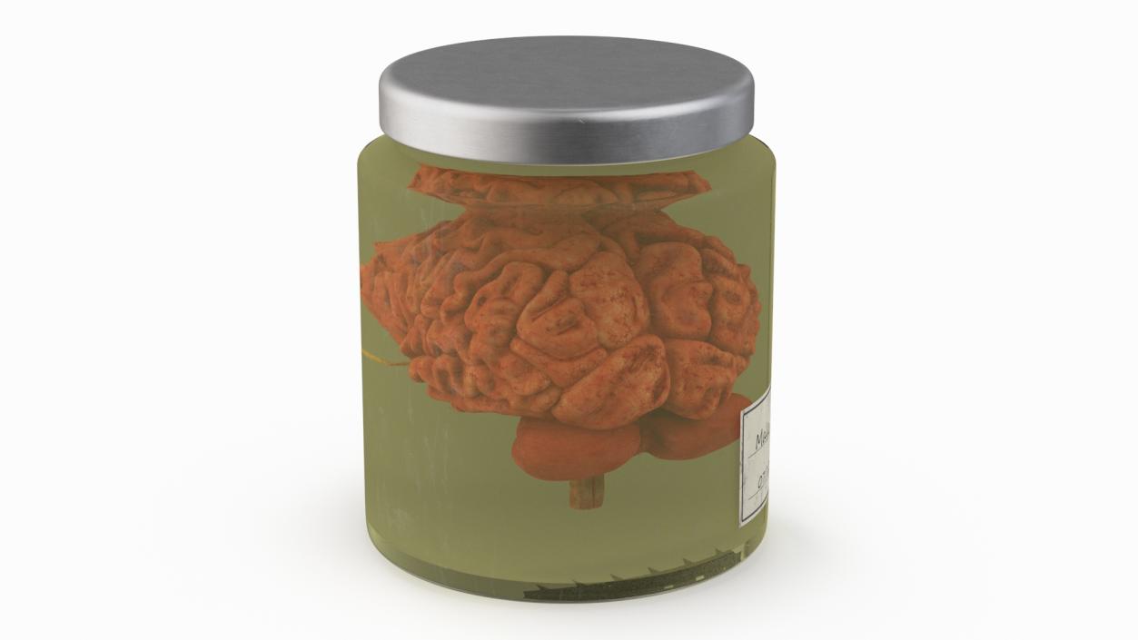 Human Brain in Glass Jar 3D model