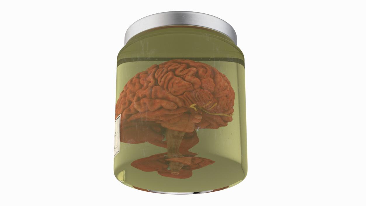 Human Brain in Glass Jar 3D model