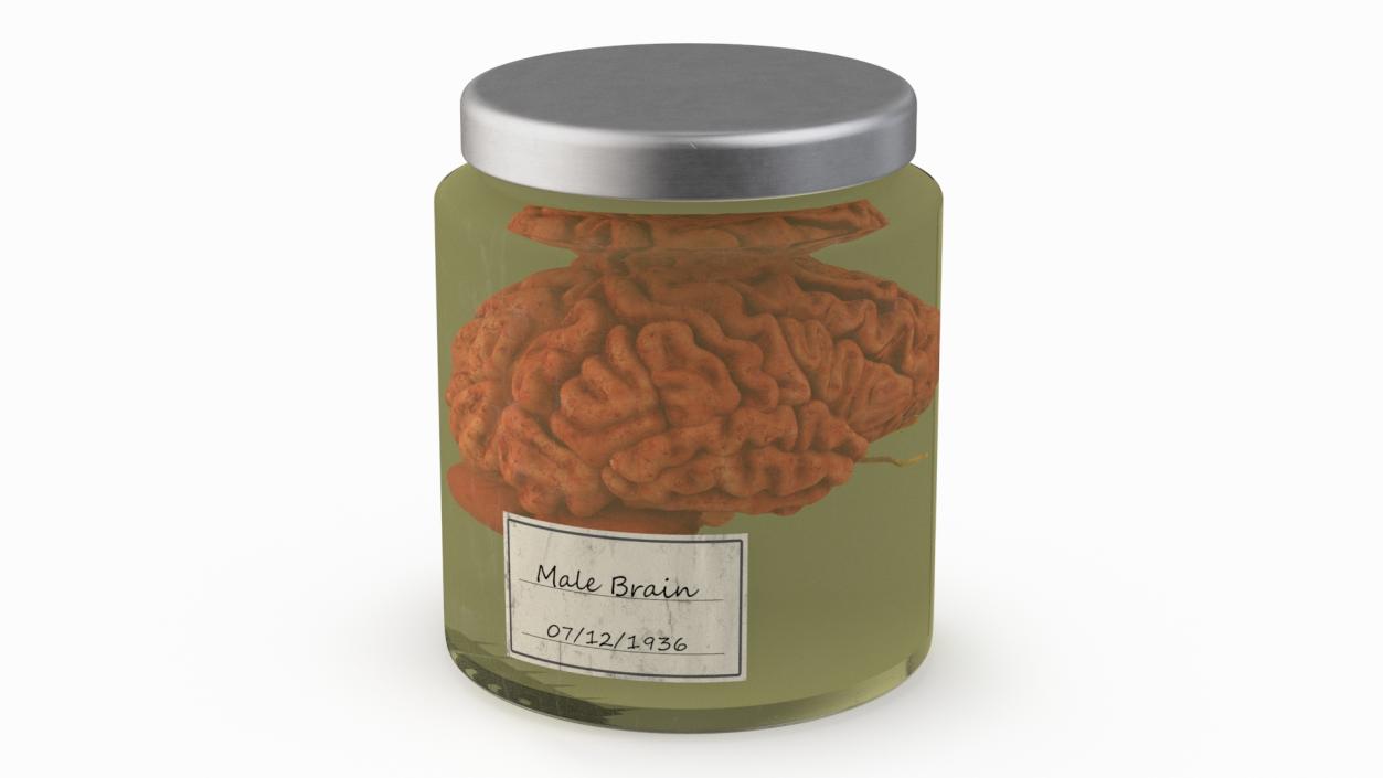 Human Brain in Glass Jar 3D model