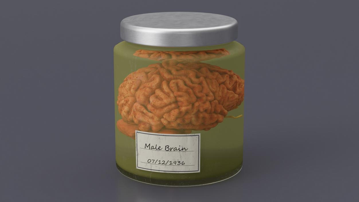 Human Brain in Glass Jar 3D model