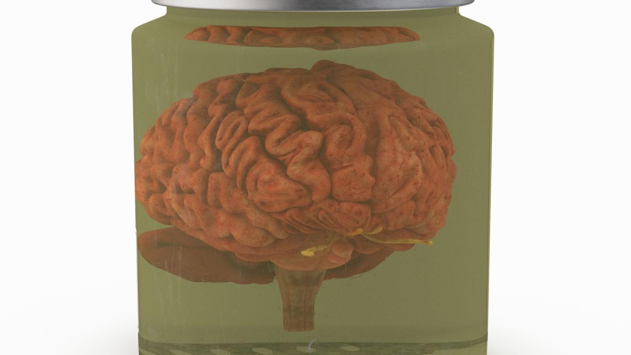 Human Brain in Glass Jar 3D model