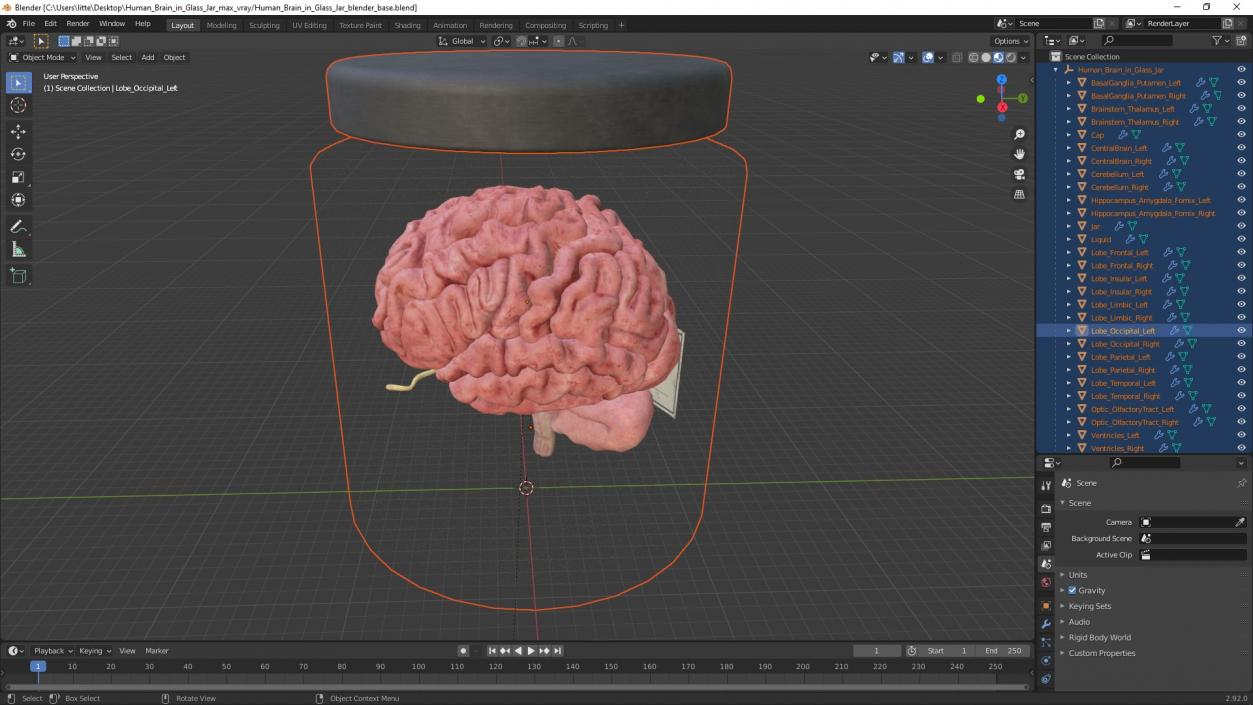 Human Brain in Glass Jar 3D model