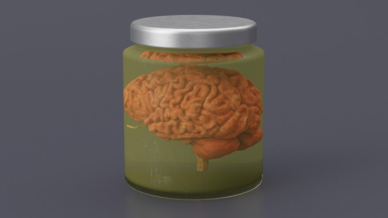 Human Brain in Glass Jar 3D model