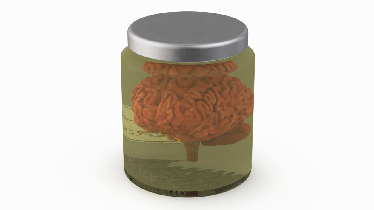 Human Brain in Glass Jar 3D model