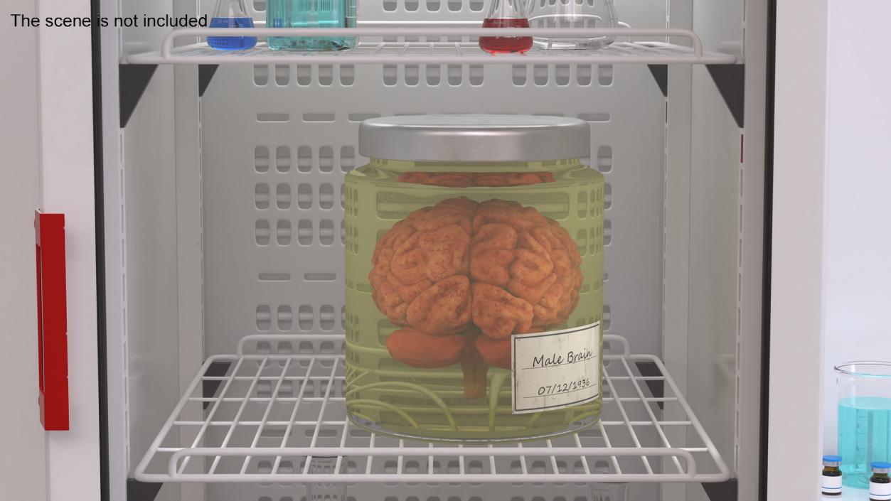 Human Brain in Glass Jar 3D model