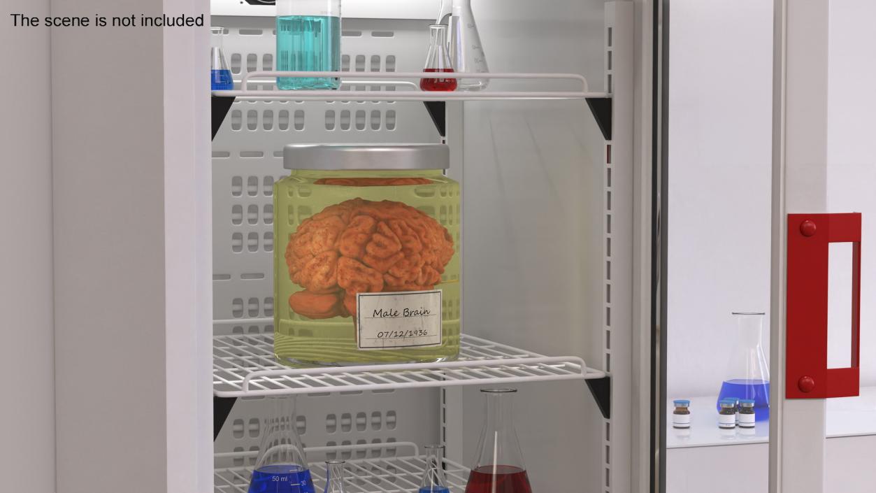 Human Brain in Glass Jar 3D model