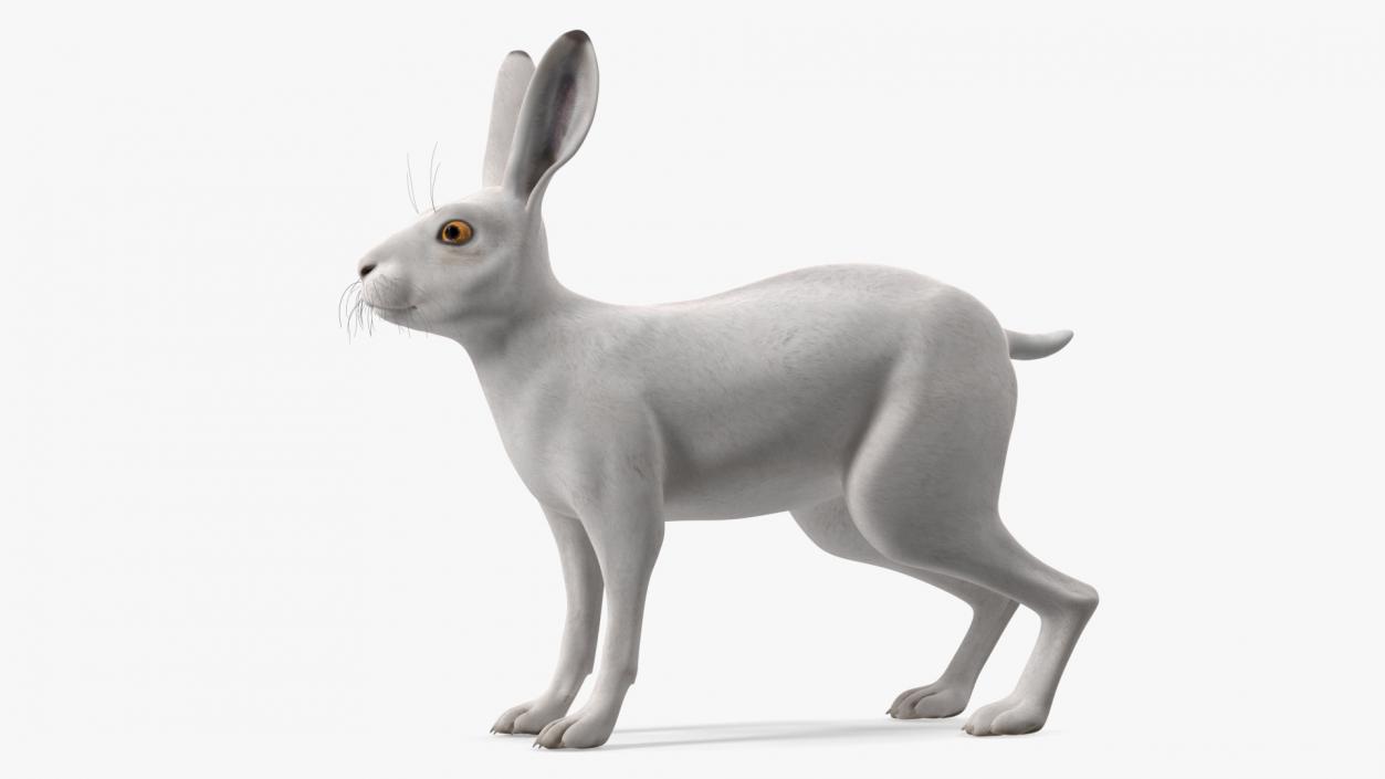 3D Winter Lepus Europaeus White model