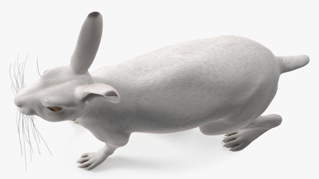 3D Winter Lepus Europaeus White model