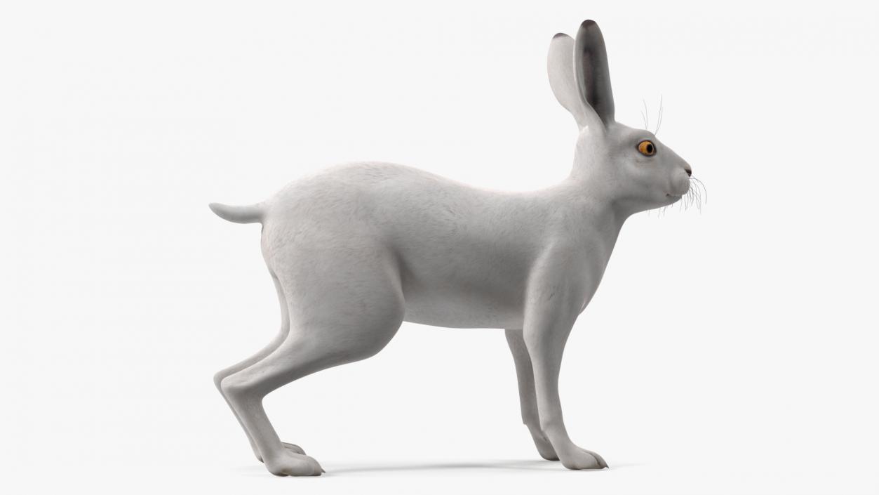 3D Winter Lepus Europaeus White model