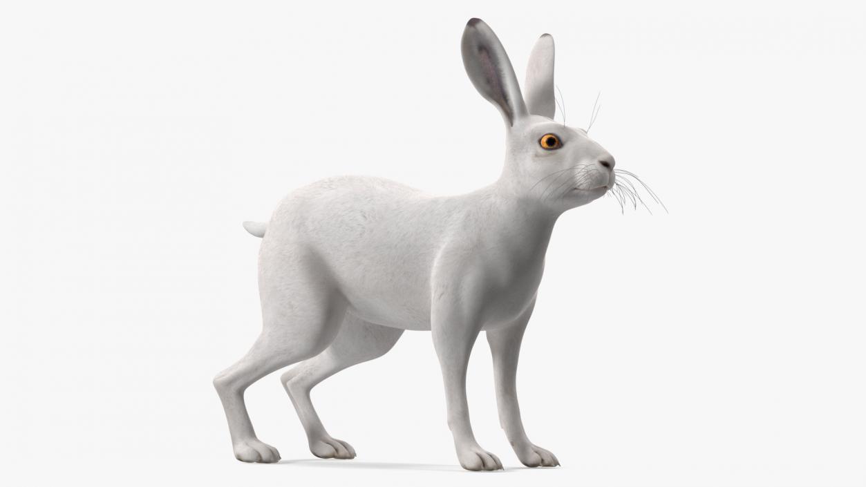 3D Winter Lepus Europaeus White model