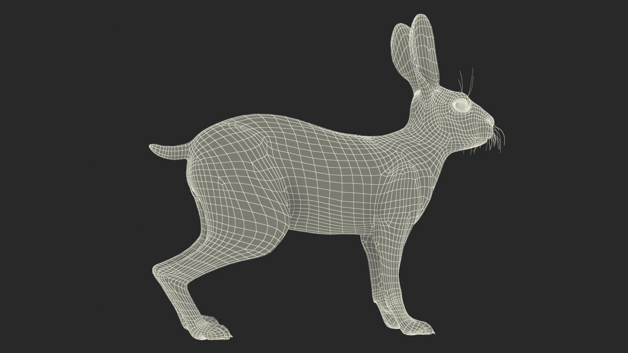 3D Winter Lepus Europaeus White model