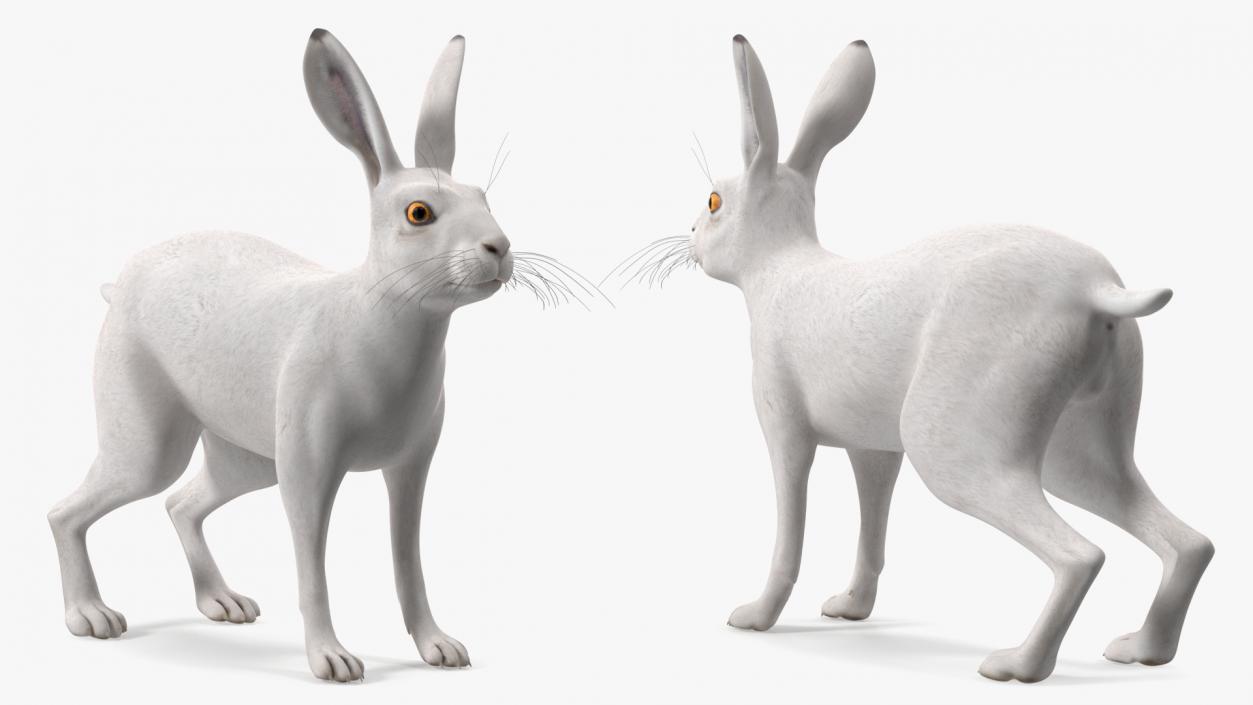 3D Winter Lepus Europaeus White model