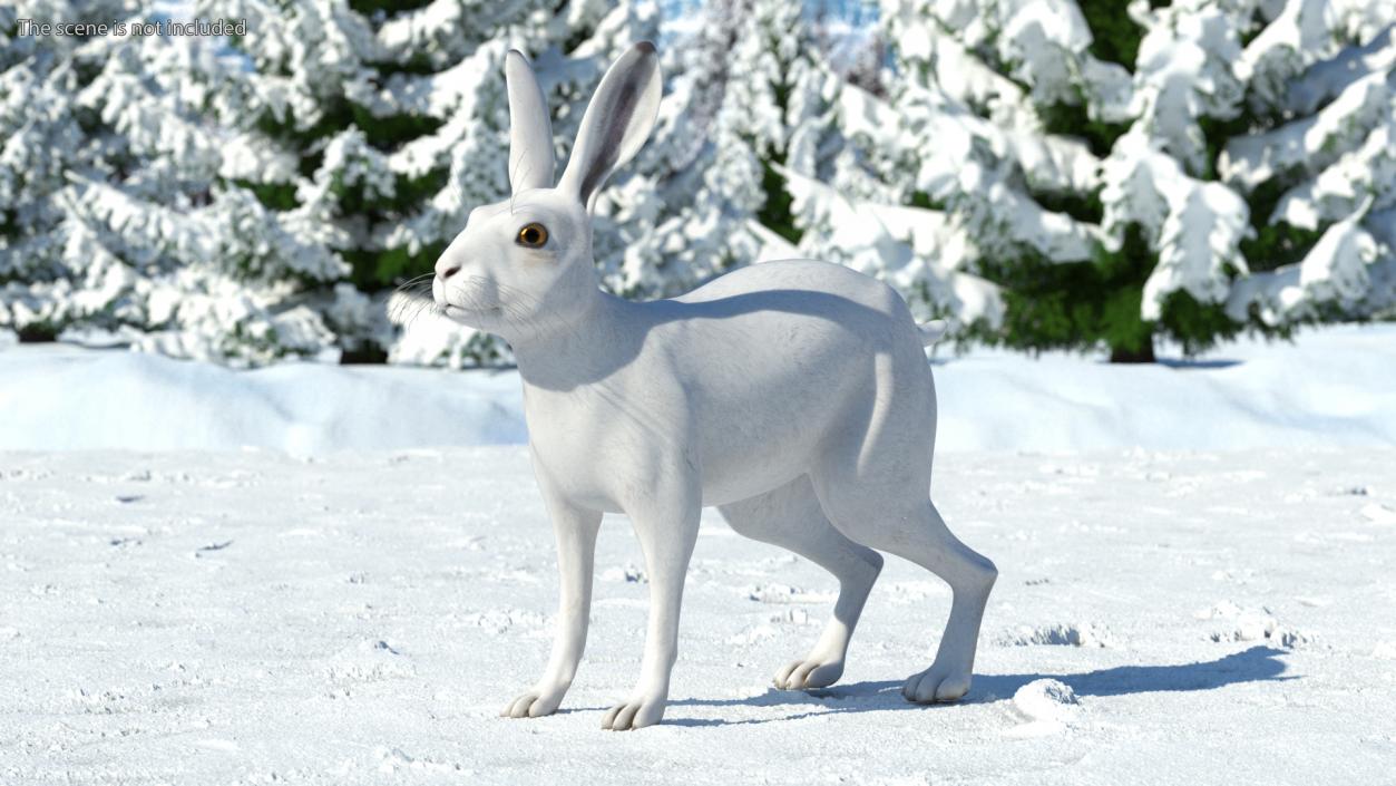 3D Winter Lepus Europaeus White model