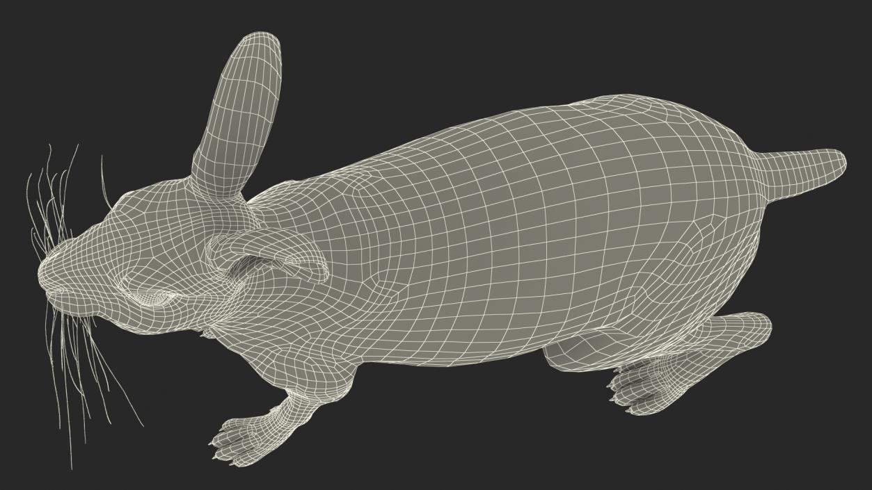 3D Winter Lepus Europaeus White model