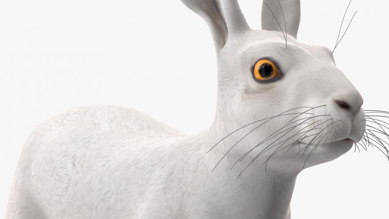 3D Winter Lepus Europaeus White model